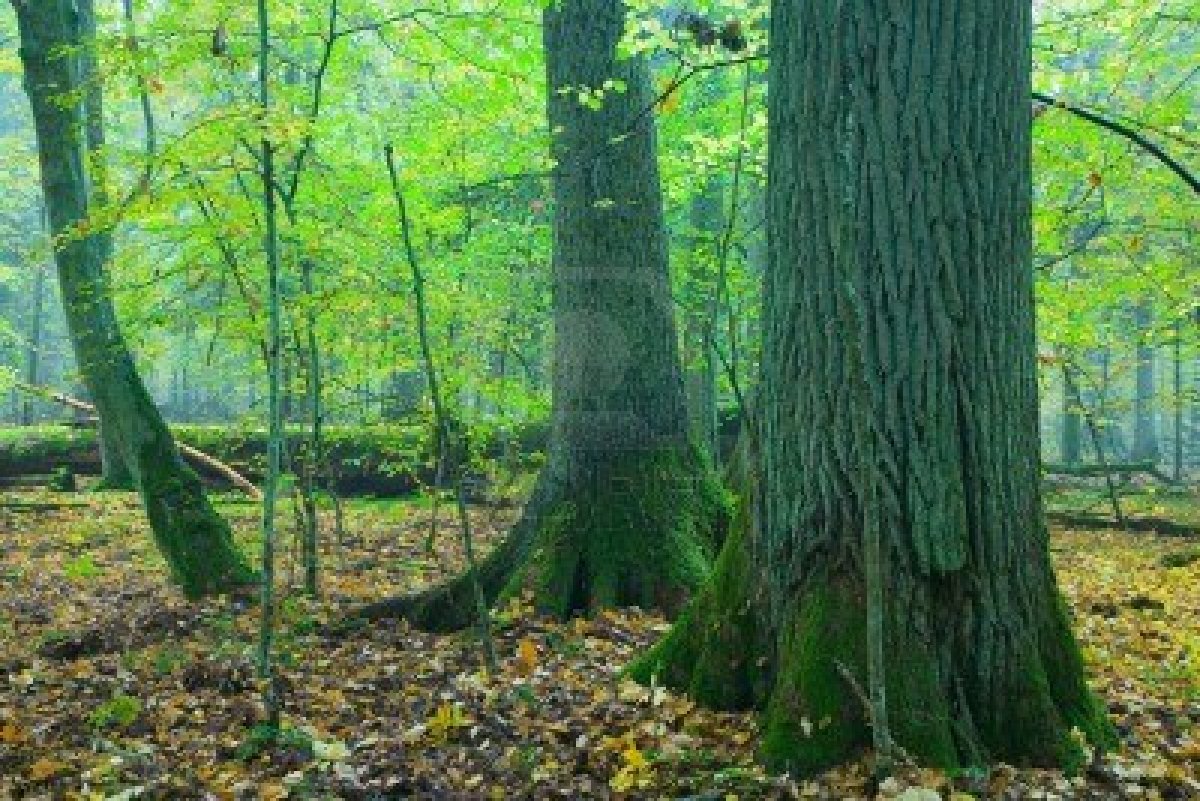 2197830-grande-vecchio-abete-e-foreste-di-querce-e-autunnali-in-background