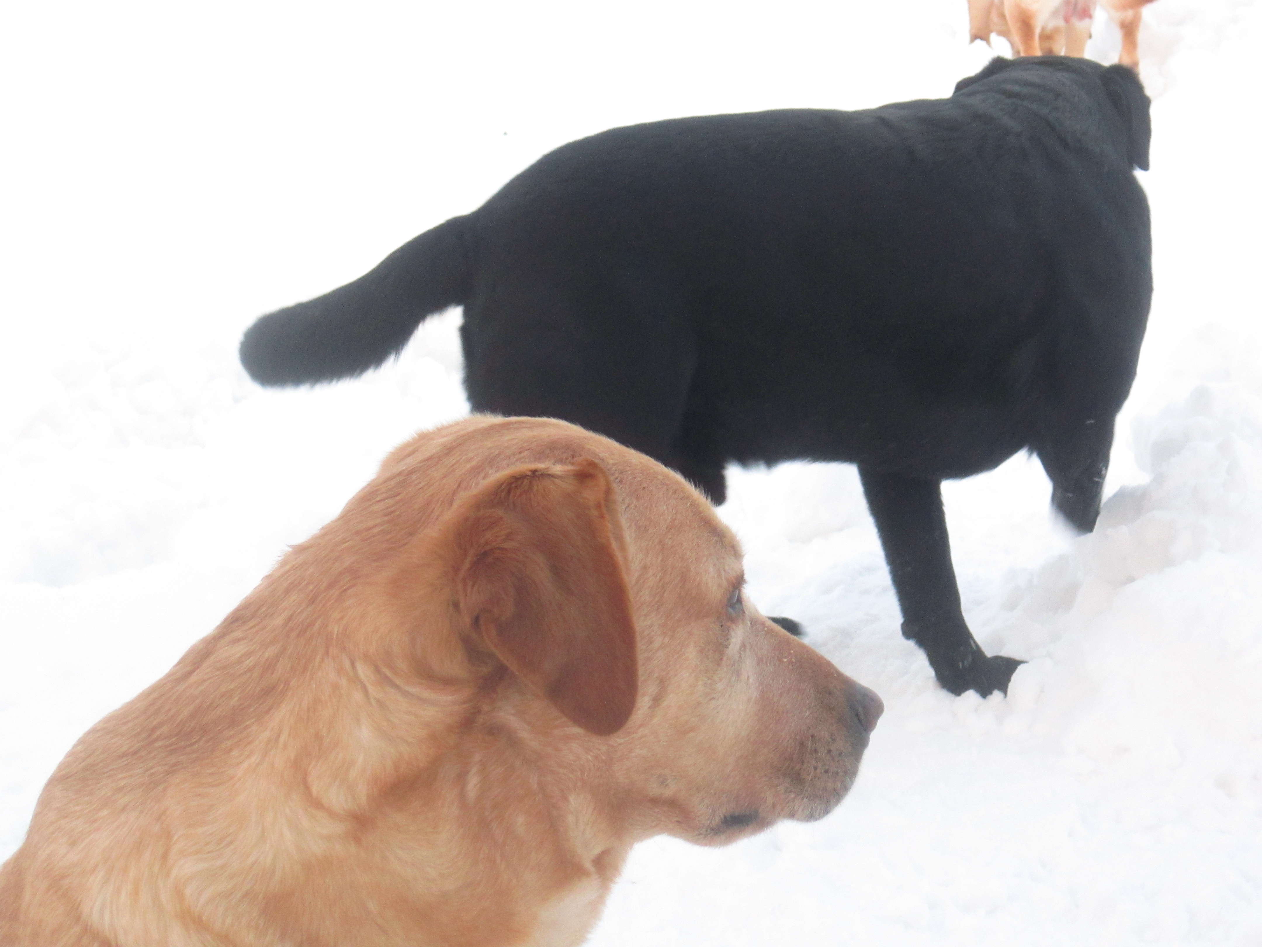 foto di due possenti cani Labrador : WHJSKEY e BLADE