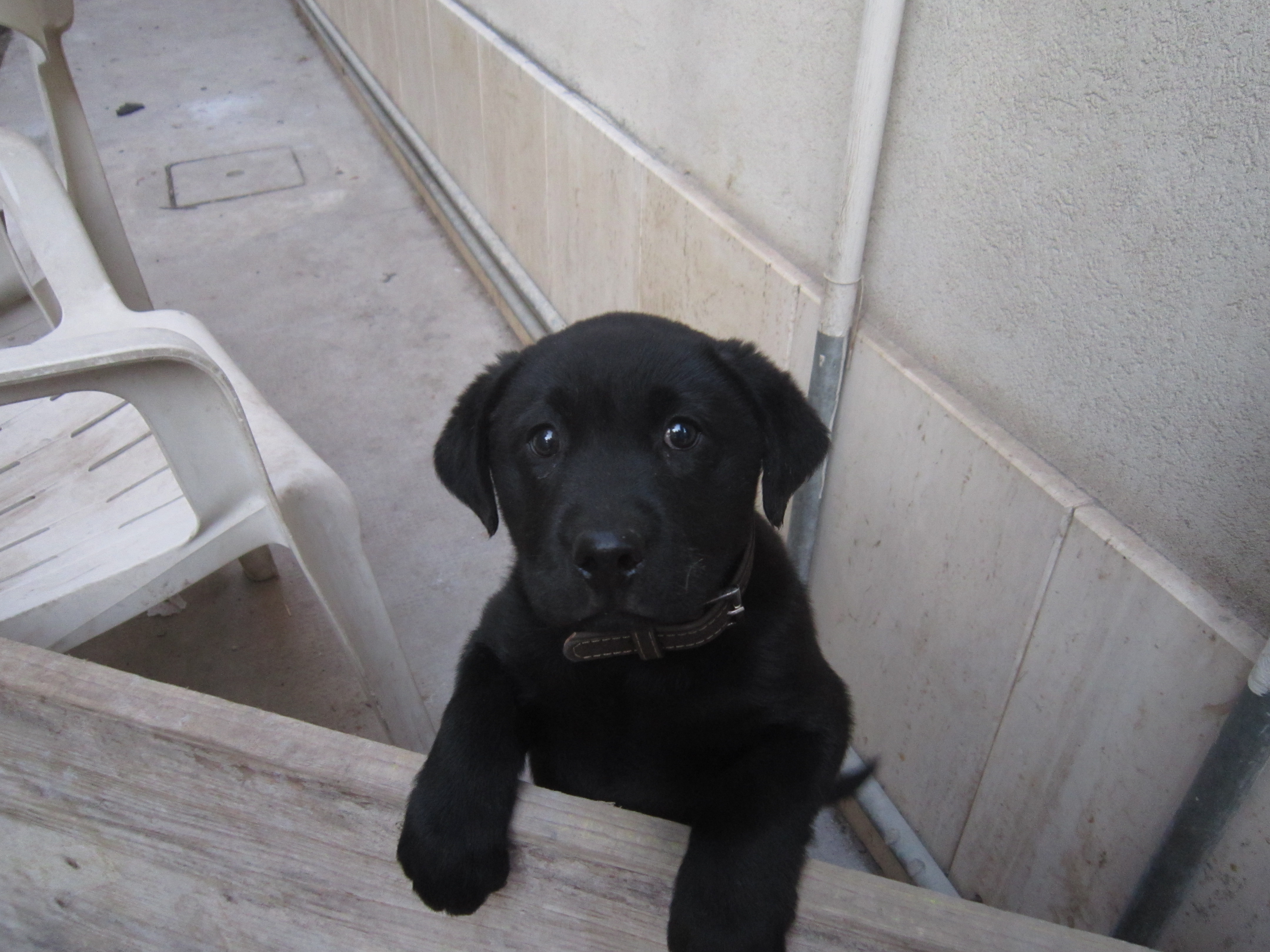 una femmina nera di Labrador: CIPPA LIPPA la terribile