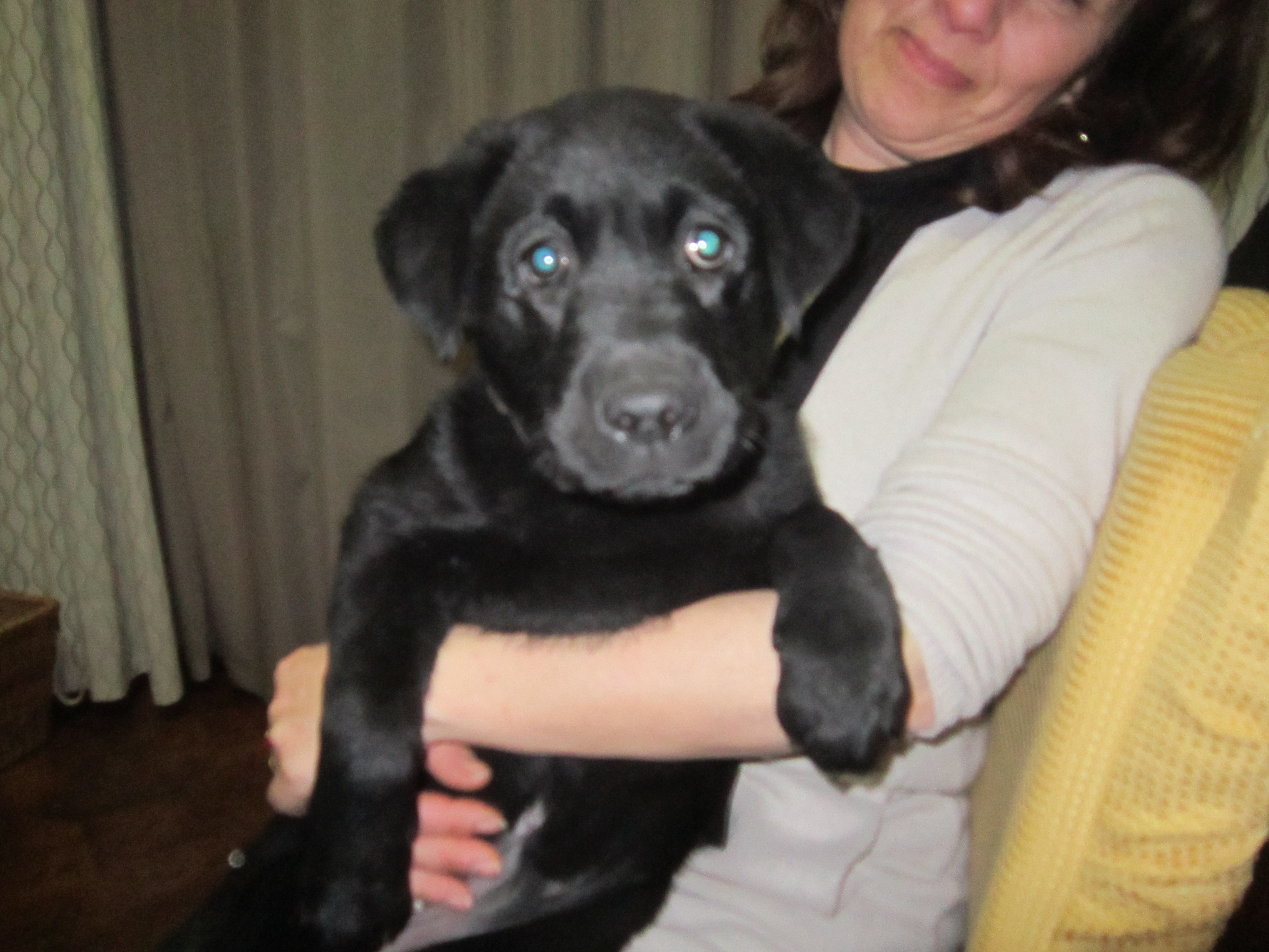 cucciolona nera di labrador 