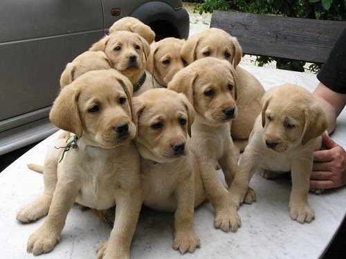 Labrador-retriever cuccioli