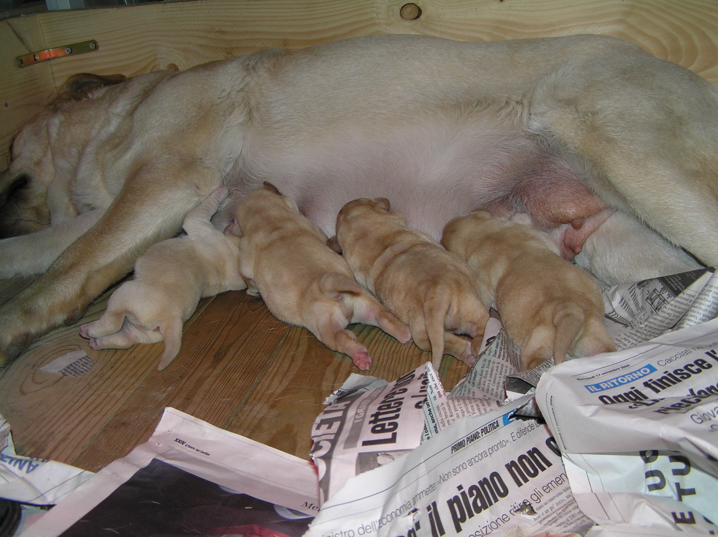 allattamento di una cucciolata