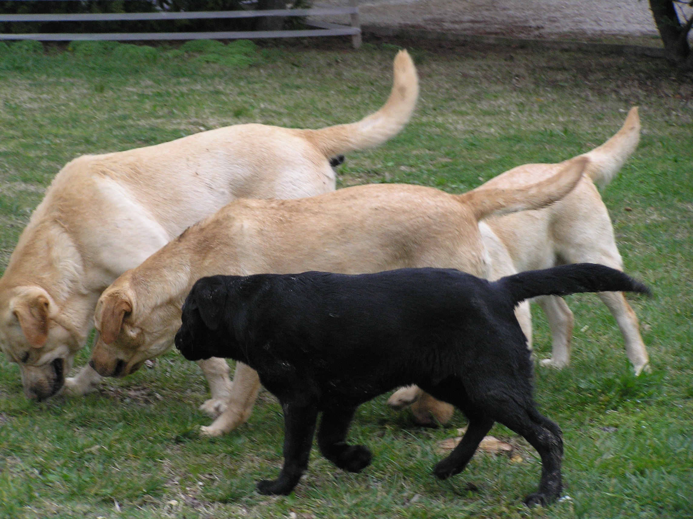 un gruppo dei miei Labrador