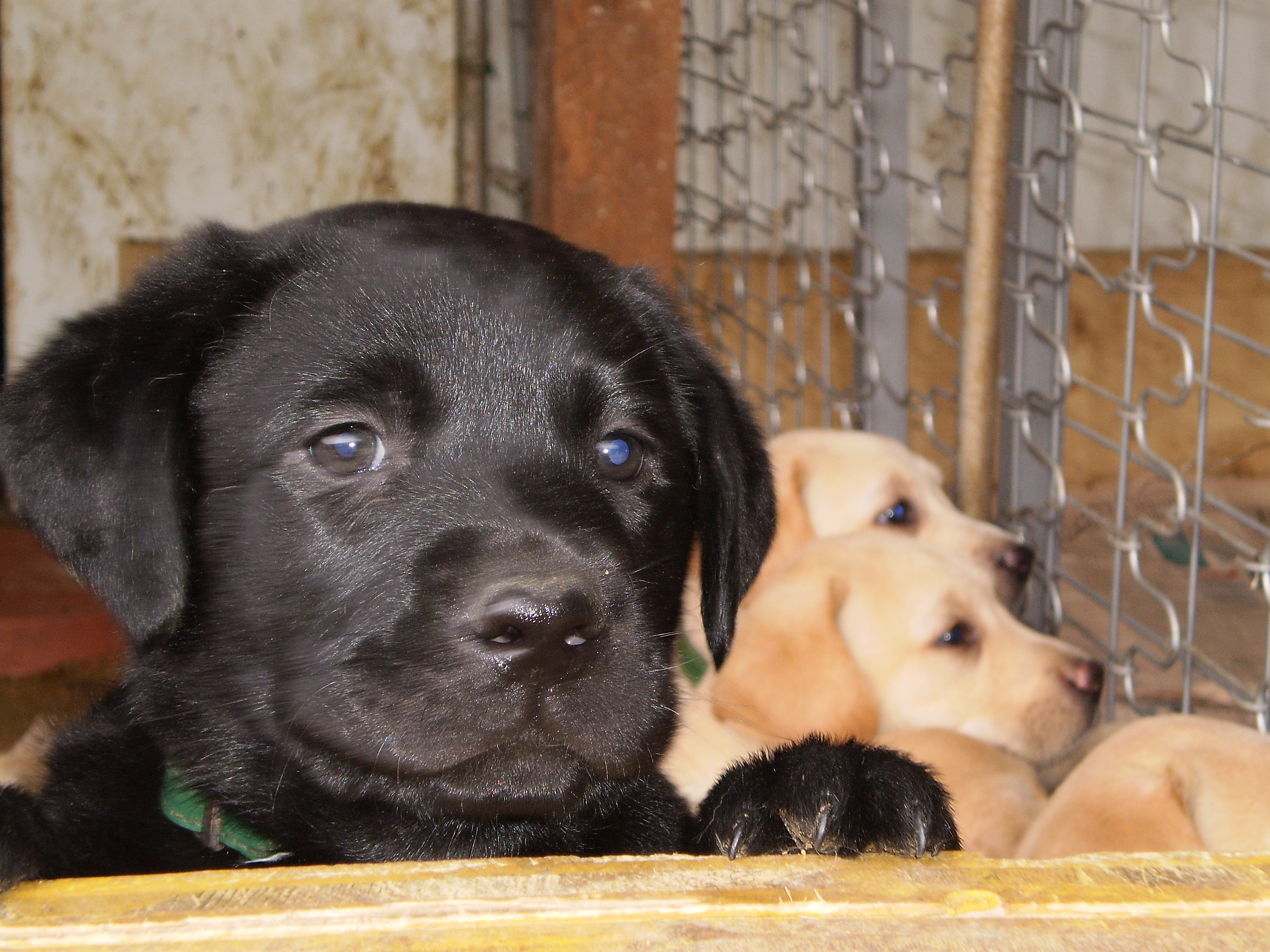 primo di cuccioli di Labrador