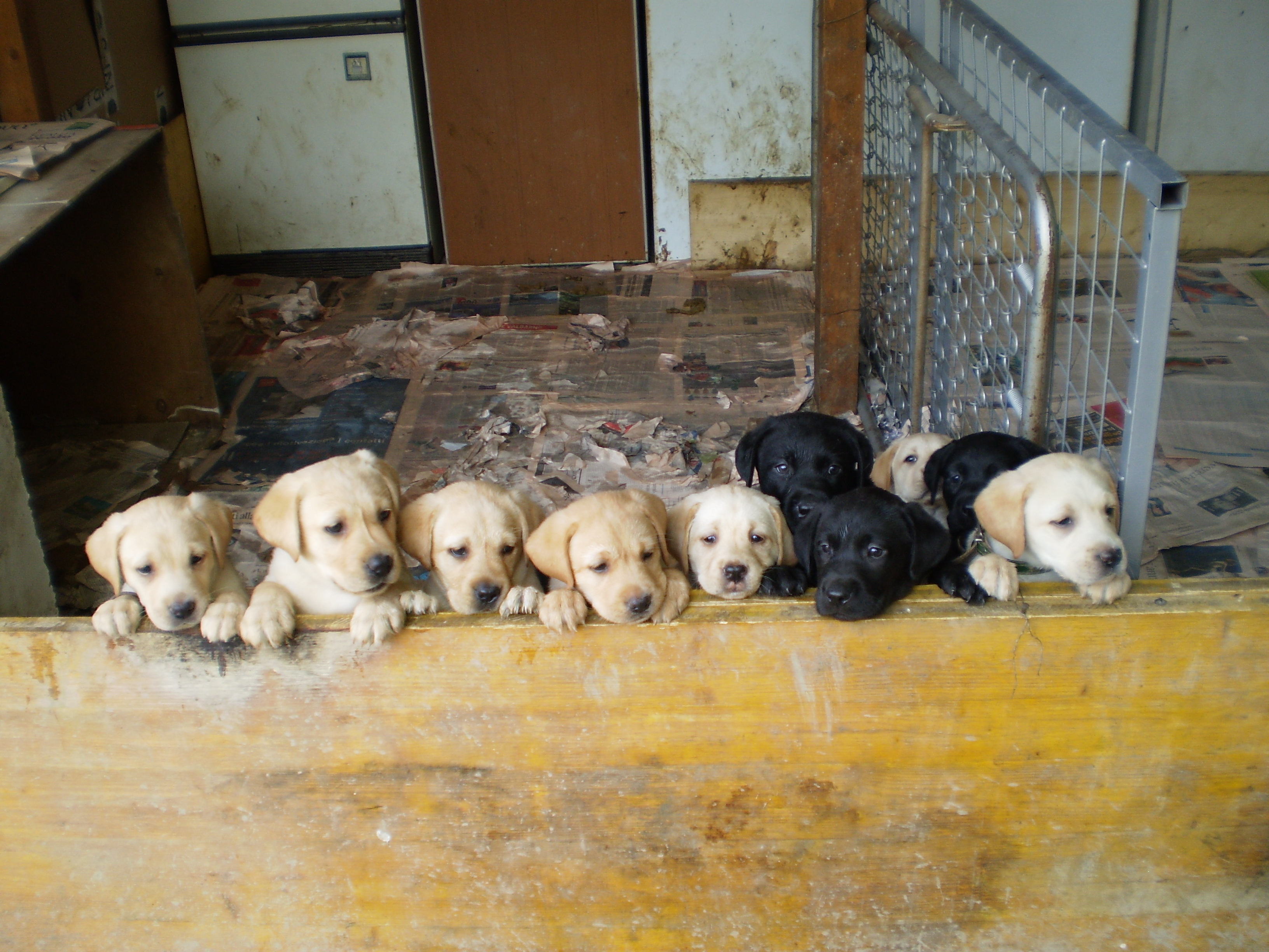 cucciolate terribili e di tutti i colori!