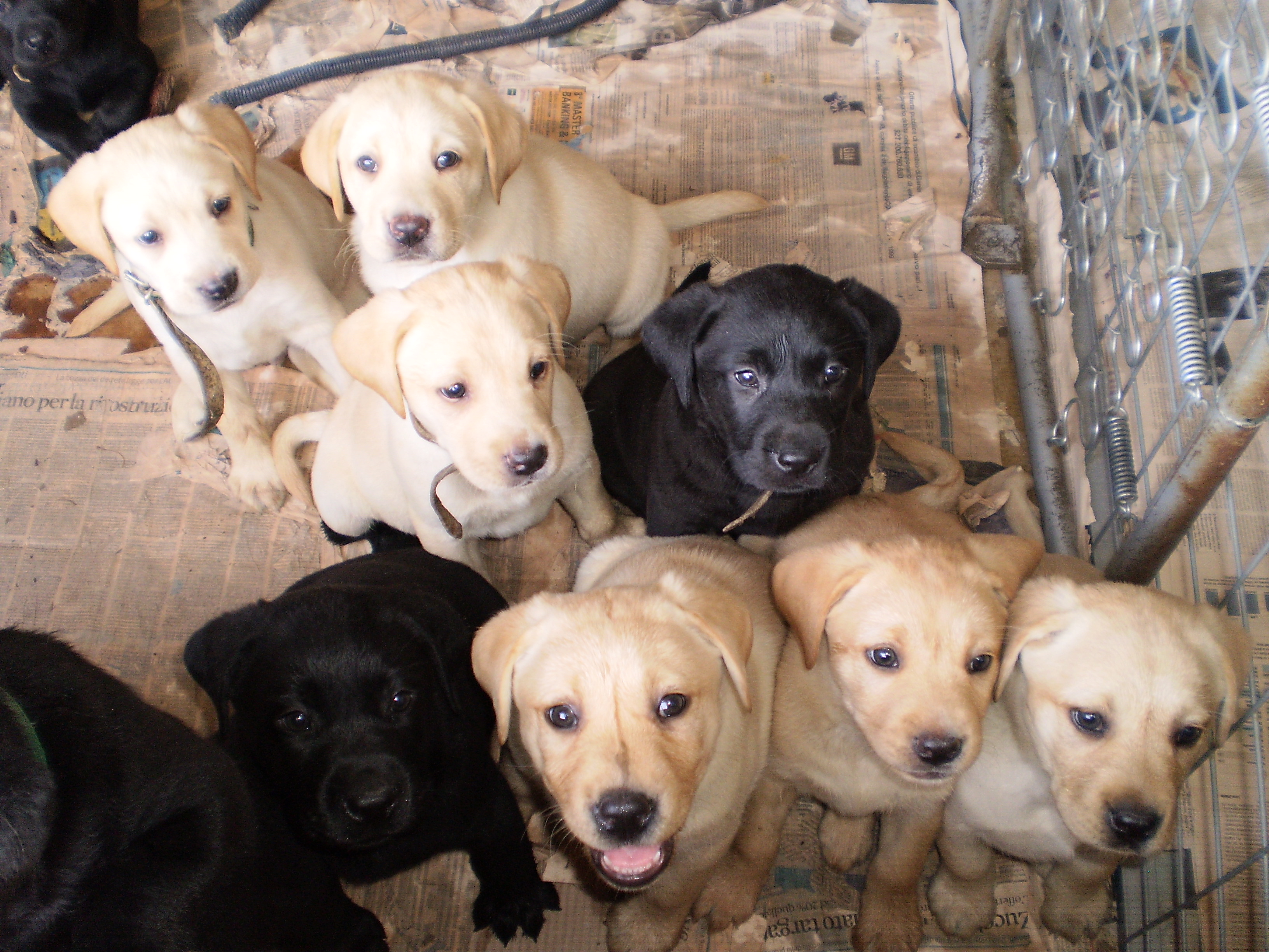 altre cucciolate di Labrador