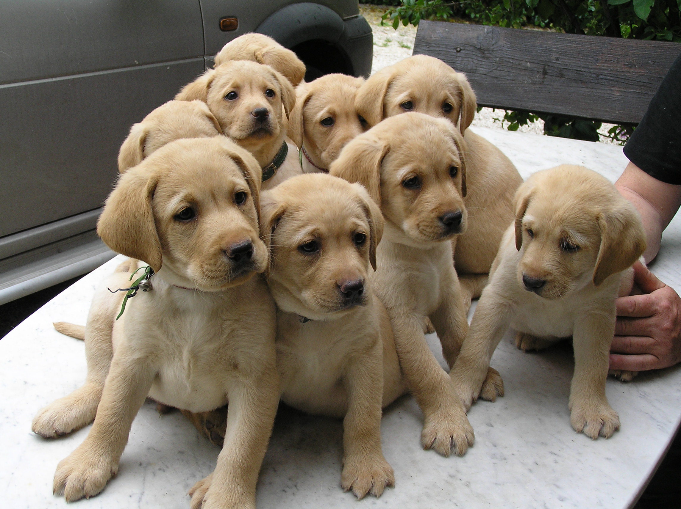 splendida foto con cucciolata di Labrador