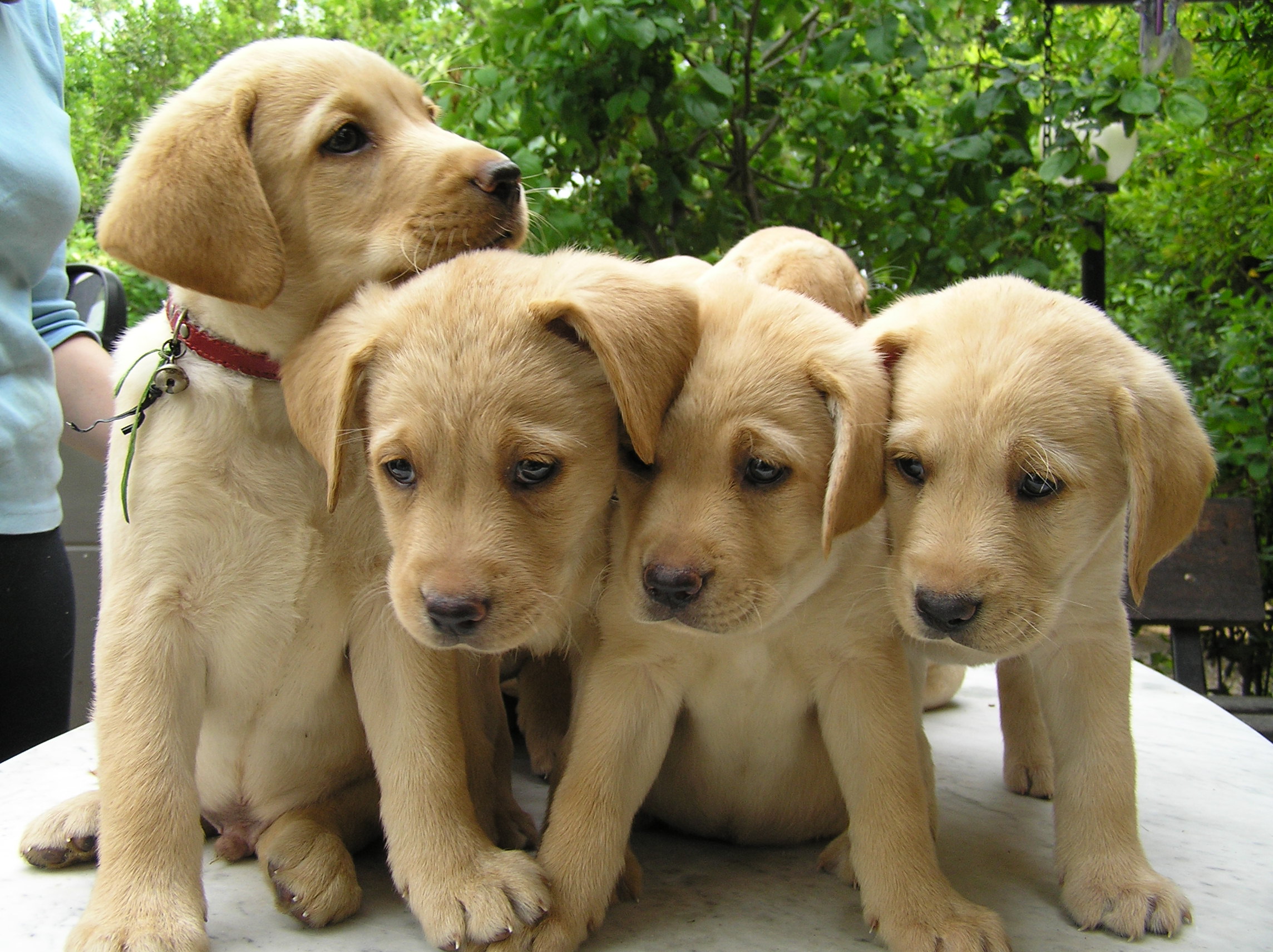 foto di cuccioli di Labrador