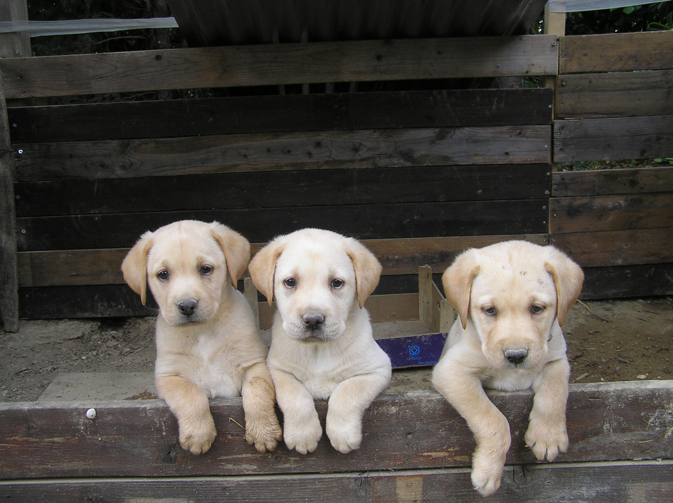 tre cuccioli di labrador