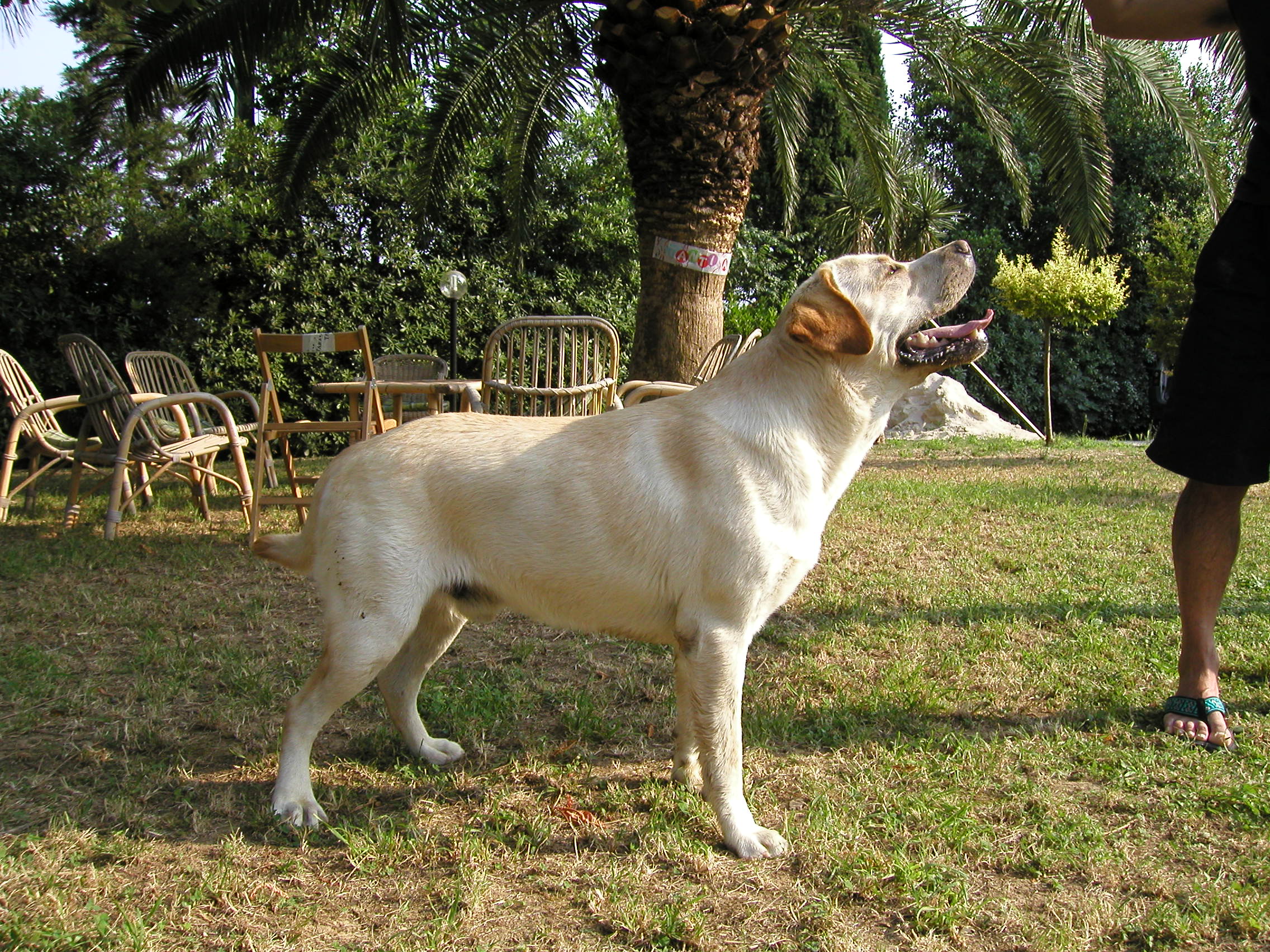 Un altro dei miei Labrador :FISCHER!