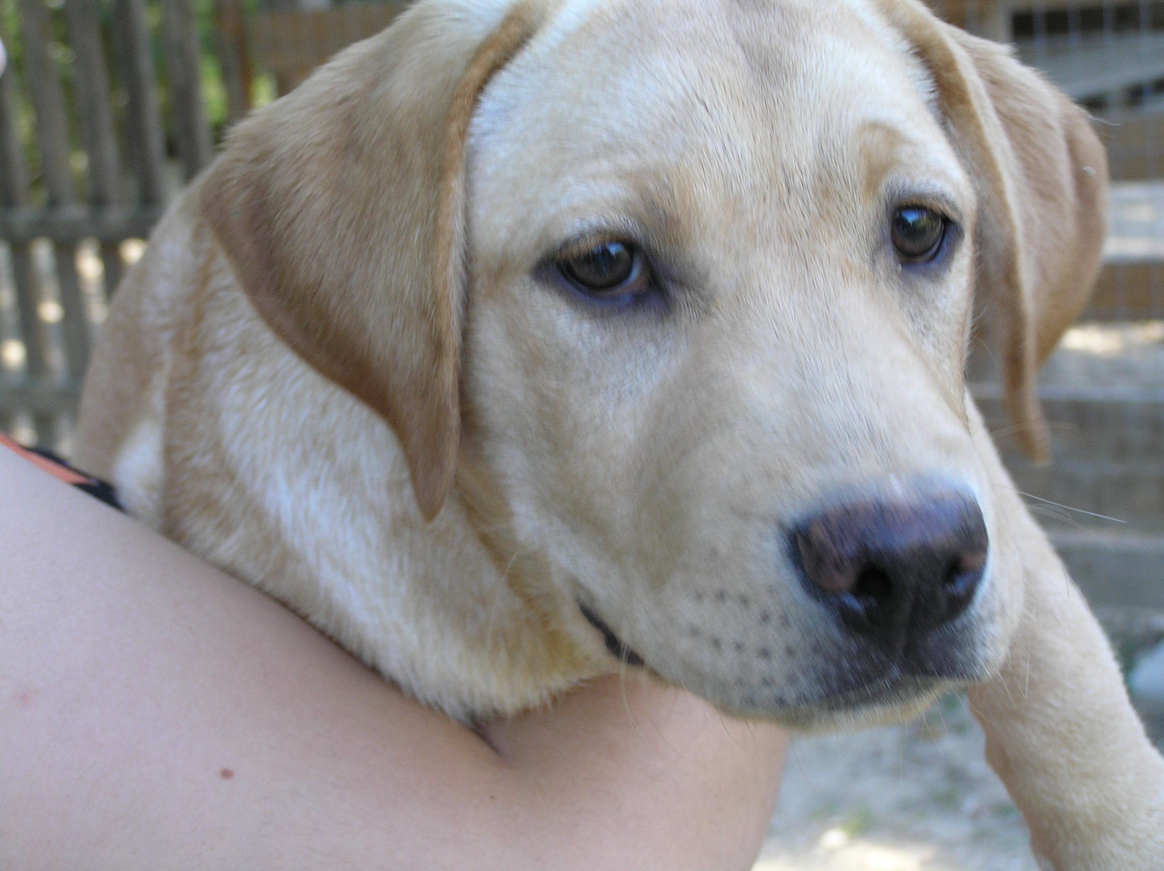 primo piano di cucciolo di labrador