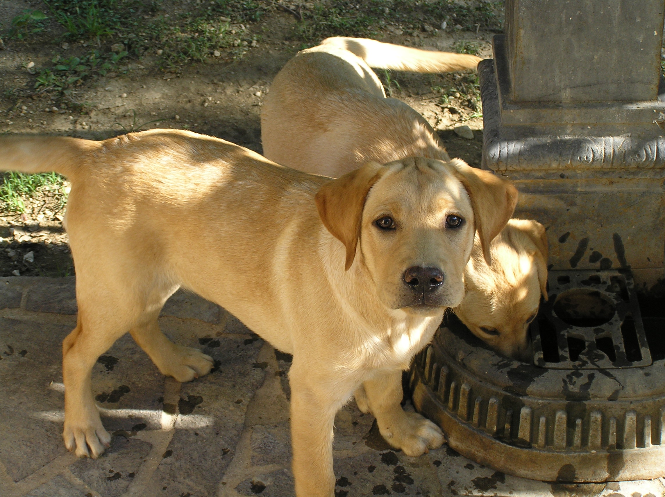 cuccioli in giro per il giardino