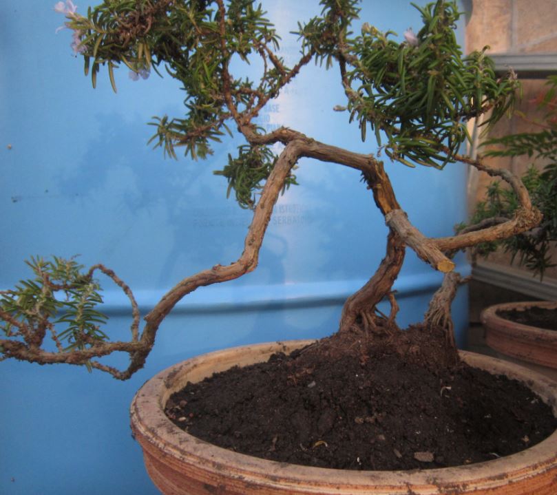 bonsai rosmarino
