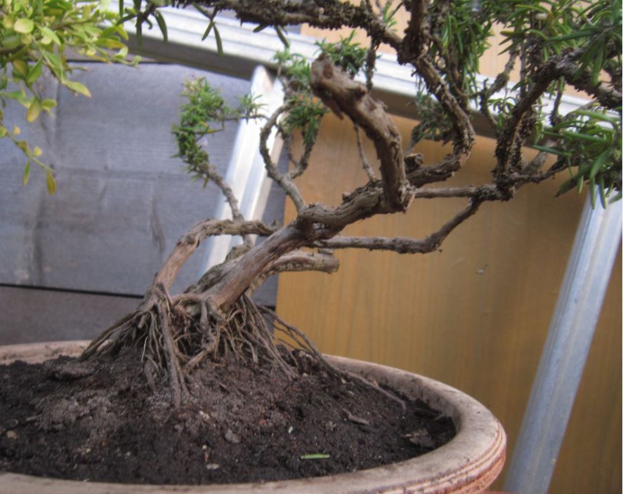 bonsai n°4-rosmarino-mek