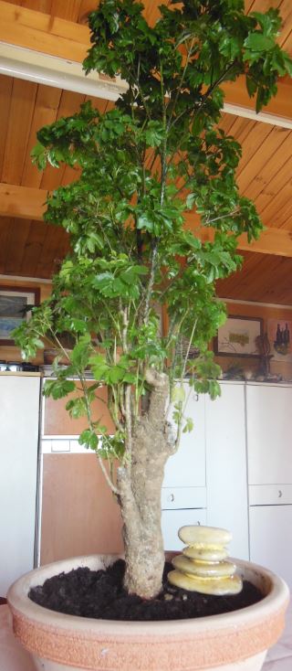 bonsai prezzemolo 