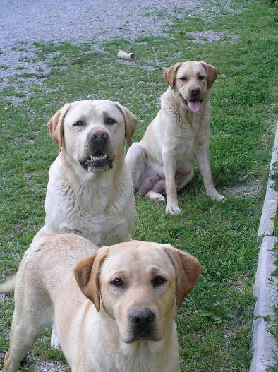 foto dei miei cani labrador