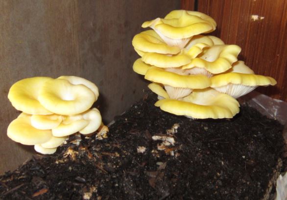 funghi coltivati in casa