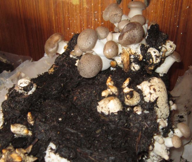 funghi coltivati in casa