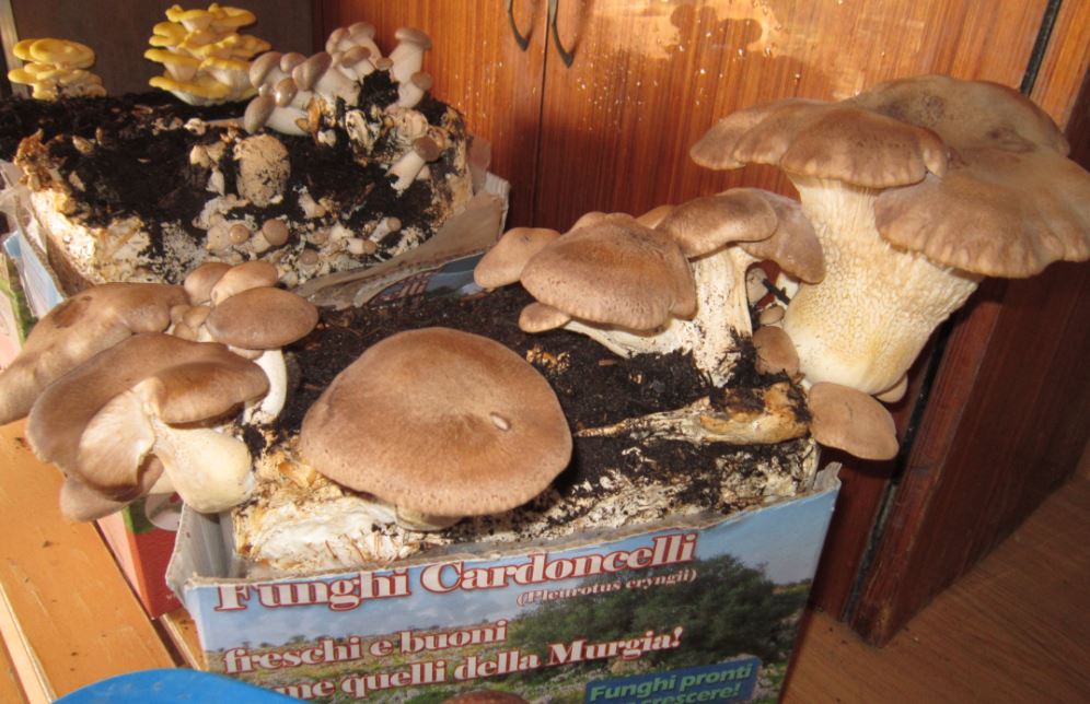 foto di funghi coltivati in casa
