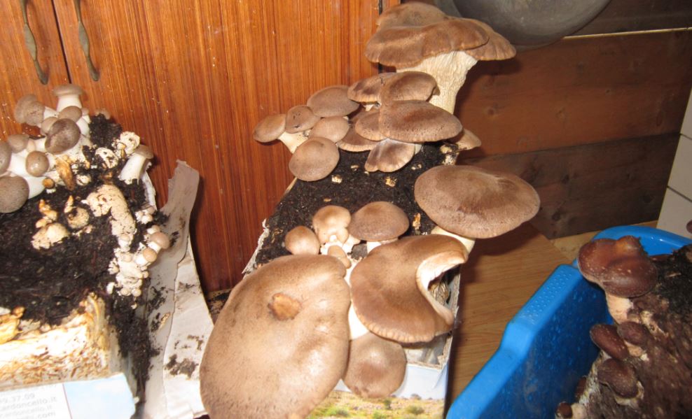 foto di funghi coltivati in casa