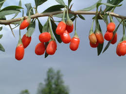 goji