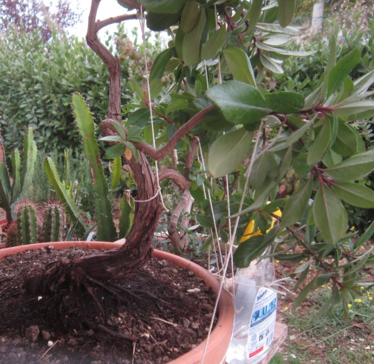 pre bonsai n°9-corbezzzolo2-mek.